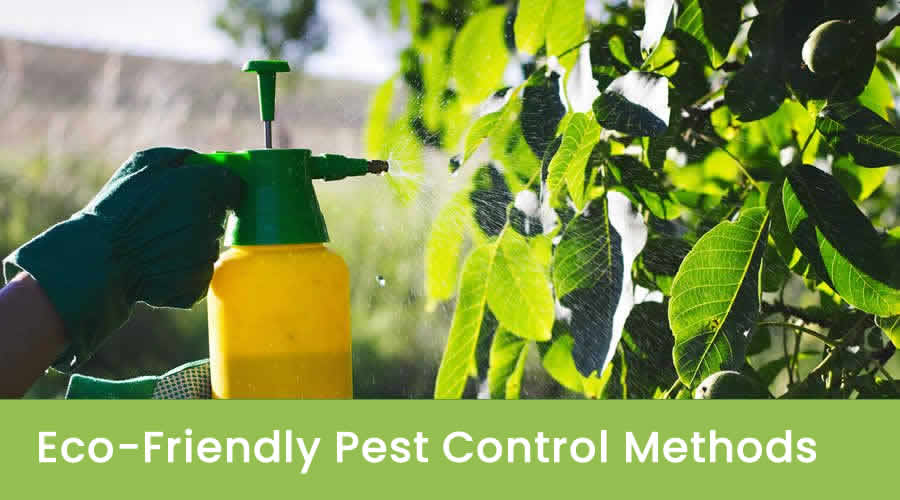 Eco-Friendly Pest Control Methods