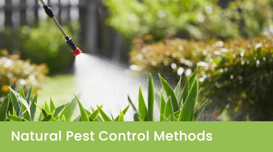 A Complete Guide To Natural Pest Control