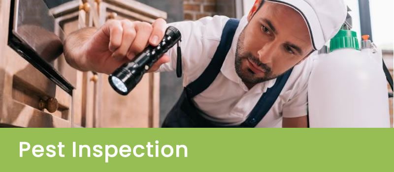 Perth Pest Inspection Expert Pest Inspections Perth