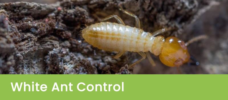 White Ant Control Perth