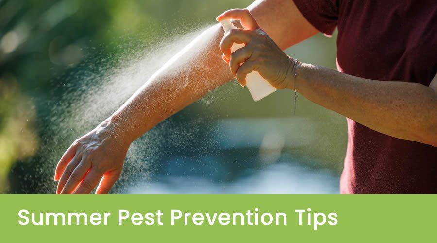 Why Insect Activity Increase in Summer